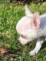 Applehead white/cream Boy, blue eye-brown eye, should mature 5-6#s, a male Chihuahua for sale in Clintonville, WI – 5 of 10