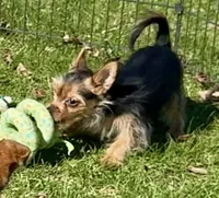 3/4 Yorkie ~ 1/4 Pomeranian Tiny Toy Boy, a male Yorkshire Terrier for sale in Clintonville, WI – 1 of 9