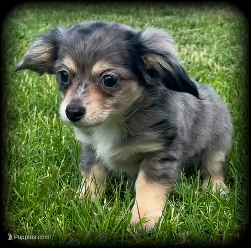 Larry silver dapple/cream TOYSIZE Chiweenie boy – Chiweenie puppy for sale in Clintonville, WI