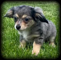 Larry silver dapple/cream TOYSIZE Chiweenie boy, a male Chiweenie for sale in Clintonville, WI – 1 of 9
