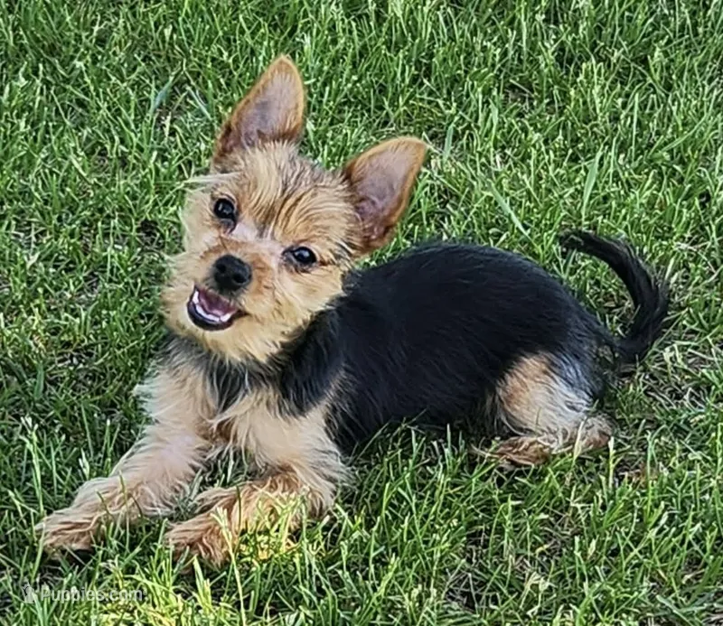 Yorkie-Pom mix, tiny toy, Mr. Big Stuff – Pomeranian, Yorkshire Terrier puppy for sale in Clintonville, WI
