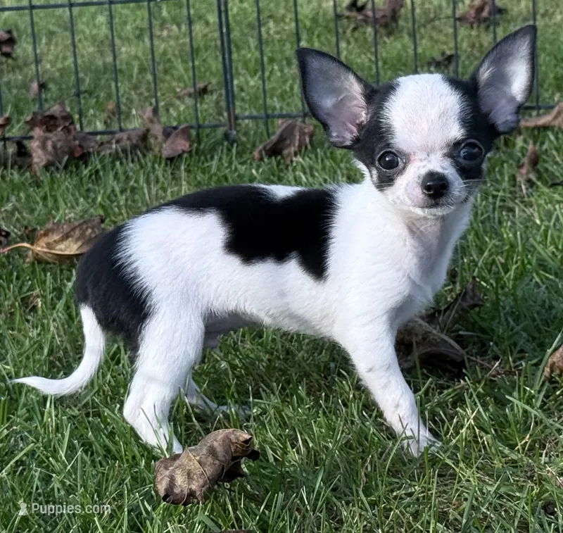 APPLEHEAD Teacup white/black boy 1# 11 oz on 10/2/26 – Chihuahua puppy for sale in Clintonville, WI