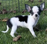 APPLEHEAD Teacup white/black boy 1# 11 oz on 10/2/26, a male Chihuahua for sale in Clintonville, WI – 1 of 10