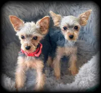 TEACUP Yorkie Girls ~ Laverne and Shirley, a female Yorkshire Terrier for sale in Clintonville, WI – Photo 2 of 6