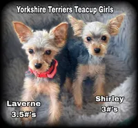 TEACUP Yorkie Girls ~ Laverne and Shirley, a female Yorkshire Terrier for sale in Clintonville, WI – Photo 1 of 6