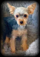 TEACUP Yorkie Girls ~ Laverne and Shirley, a female Yorkshire Terrier for sale in Clintonville, WI – Photo 4 of 6