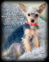 TEACUP Yorkie Girls ~ Laverne and Shirley, a female Yorkshire Terrier for sale in Clintonville, WI – Photo 5 of 6