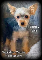 TEACUP Yorkie Girls ~ Laverne and Shirley, a female Yorkshire Terrier for sale in Clintonville, WI – Photo 3 of 6