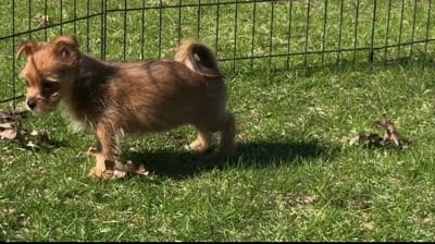 Yorkie-Pom Foxy Toysize boy - ADORABLE ❣️, a male Pomeranian for sale in Clintonville, WI – 8 of 8