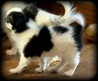 Oreo Teacup Chihuahua Longcoat Boy, weight 10/22/26 2 pounds, a male Chihuahua for sale in Clintonville, WI – 7 of 10