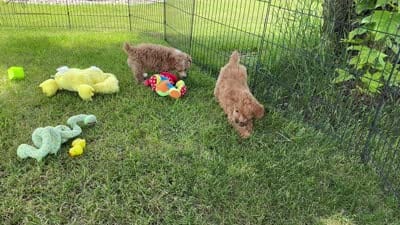 Roma beautiful girl VIDEOS, a female Poodle - Toy  for sale in Clintonville, WI – 4 of 5