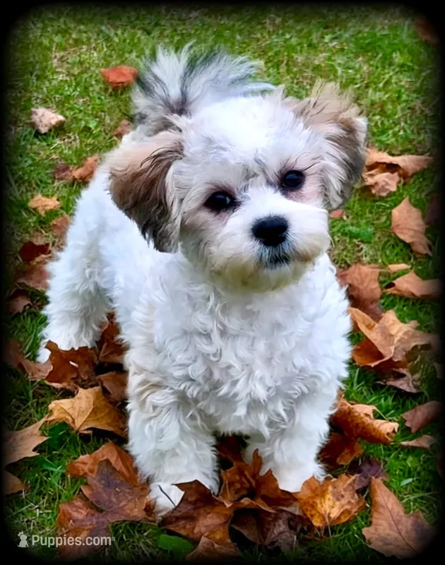 Oslo Teddybear Boy, LOVEBUG❣️,  mature 9-10 pounds  – Shichon puppy for sale in Clintonville, WI