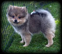 Ireland Beautiful Toysize Girl, a female Pomeranian for sale in Clintonville, WI – 2 of 5
