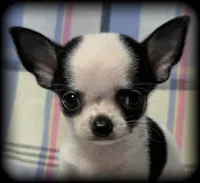 Bandit teacup/Tiny Toy Applehead Boy - Smoothcoat, a male Chihuahua for sale in Clintonville, WI – 2 of 6