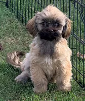 Bow Toysized Chocolate based Shih-Poo Boy (3/4 Shih Tzu), a male Shihpoo for sale in Clintonville, WI – 3 of 7