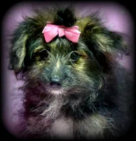 Wendy Pom-Poo multicolored Girl, a female Pomapoo for sale in Clintonville, WI – Photo 4 of 4