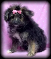 Wendy Pom-Poo multicolored Girl, a female Pomapoo for sale in Clintonville, WI – Photo 2 of 4