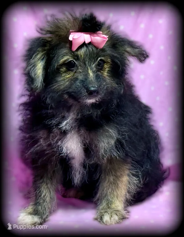 Wendy Pom-Poo multicolored Girl – Pomapoo puppy for sale in Clintonville, WI