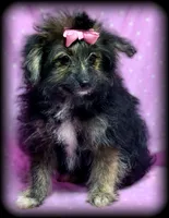 Wendy Pom-Poo multicolored Girl, a female Pomapoo for sale in Clintonville, WI – Photo 1 of 4