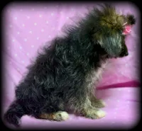 Wendy Pom-Poo multicolored Girl, a female Pomapoo for sale in Clintonville, WI – Photo 3 of 4