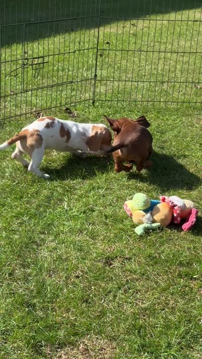 VIDEOS ❤️ Mini Doxie Red boy - NEUTER REQUIREMENT, a male Miniature Dachshund for sale in Clintonville, WI – 3 of 4