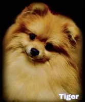 Beautiful Thick Coated Girl (5-7 pound adult weight), a female Pomeranian for sale in Clintonville, WI – 4 of 5