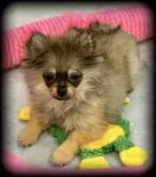 Journey TINY TOY Girl 🩷 Pomeranian, a female Pomeranian for sale in Clintonville, WI – Photo 1 of 4