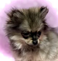 Journey TINY TOY Girl 🩷 Pomeranian, a female Pomeranian for sale in Clintonville, WI – Photo 3 of 4