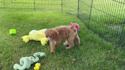 Ace Red Poodle VIDEOS, a male Poodle - Toy  for sale in Clintonville, WI – 4 of 5