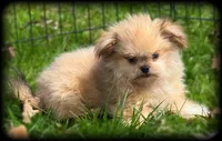 Tiny Toy sweet and calm Boy, a male Shiranian for sale in Clintonville, WI – 3 of 5