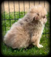 Tiny Toy sweet and calm Boy, a male Shiranian for sale in Clintonville, WI – 4 of 5
