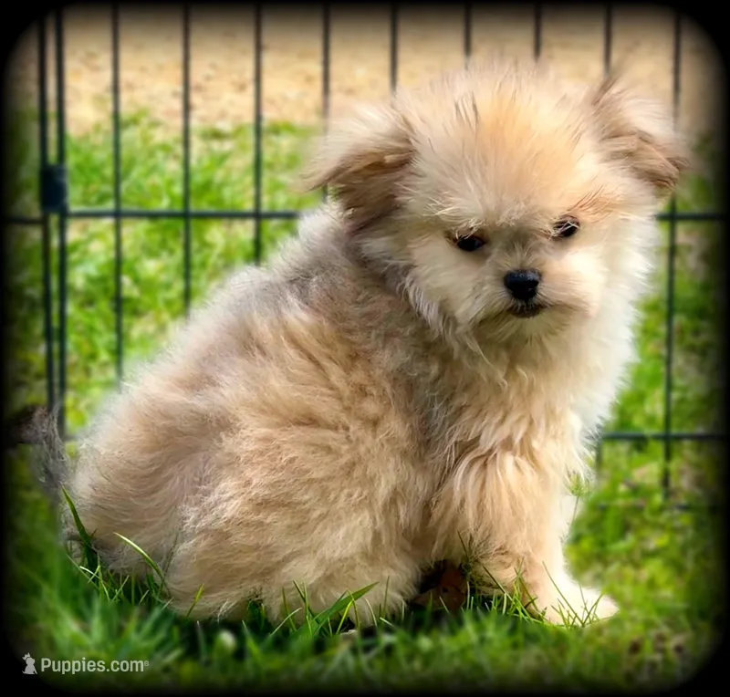 Tiny Toy sweet and calm Boy – Shiranian puppy for sale in Clintonville, WI