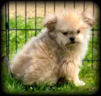 Tiny Toy sweet and calm Boy, a male Shiranian for sale in Clintonville, WI – 1 of 5