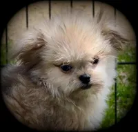 Tiny Toy sweet and calm Boy, a male Shiranian for sale in Clintonville, WI – 2 of 5