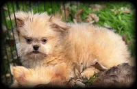 Tiny Toy sweet and calm Boy, a male Shiranian for sale in Clintonville, WI – 5 of 5