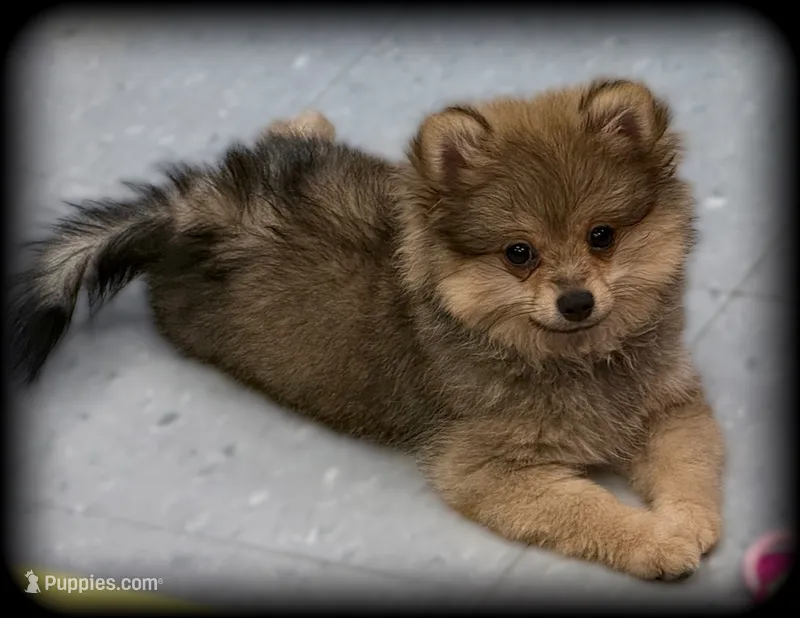 Beautiful Thick Coated Girl (5-7 pound adult weight) – Pomeranian puppy for sale in Clintonville, WI