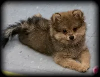 Beautiful Thick Coated Girl (5-7 pound adult weight), a female Pomeranian for sale in Clintonville, WI – 2 of 5
