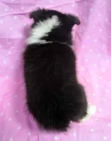 Twix Tri Girl, a female Shetland Sheepdog for sale in Clintonville, WI – Photo 4 of 5