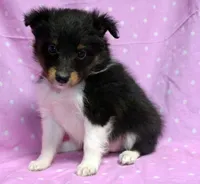 Twix Tri Girl, a female Shetland Sheepdog for sale in Clintonville, WI – Photo 1 of 5