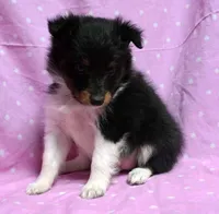 Twix Tri Girl, a female Shetland Sheepdog for sale in Clintonville, WI – Photo 2 of 5