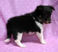 Twix Tri Girl, a female Shetland Sheepdog for sale in Clintonville, WI – Photo 5 of 5