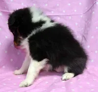 Twix Tri Girl, a female Shetland Sheepdog for sale in Clintonville, WI – Photo 3 of 5