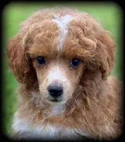 Ace Red Poodle VIDEOS, a male Poodle - Toy  for sale in Clintonville, WI – 3 of 5