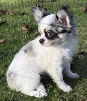 Applehead white/blue Merle Boy, should mature 5-6#s, a male Chihuahua for sale in Clintonville, WI – 3 of 10