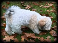 Oslo Teddybear Boy, LOVEBUG❣️,  mature 9-10 pounds , a male Shichon for sale in Clintonville, WI – 5 of 5