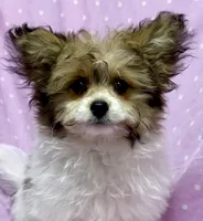 Tinkerbell Shiranian (PomTzu) Girl, a female Shiranian for sale in Clintonville, WI – Photo 2 of 5