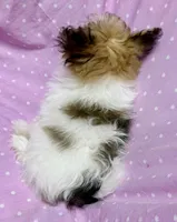 Tinkerbell Shiranian (PomTzu) Girl, a female Shiranian for sale in Clintonville, WI – Photo 5 of 5