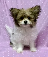 Tinkerbell Shiranian (PomTzu) Girl, a female Shiranian for sale in Clintonville, WI – Photo 1 of 5