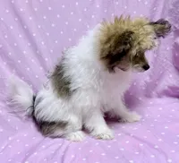 Tinkerbell Shiranian (PomTzu) Girl, a female Shiranian for sale in Clintonville, WI – Photo 4 of 5