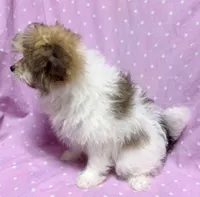 Tinkerbell Shiranian (PomTzu) Girl, a female Shiranian for sale in Clintonville, WI – Photo 3 of 5